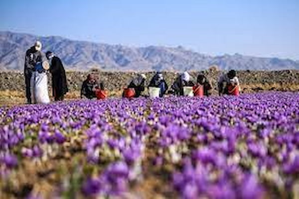 تصویر 1 از قیمت زعفران بیداری اصل + خرید باور نکردنی